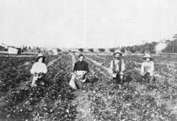 Agricoltori italiani negli Stati Uniti